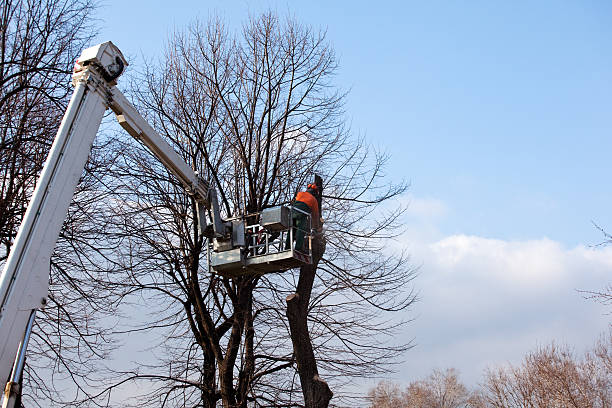 Trusted Palm Beach, FL Tree Removal Services Experts